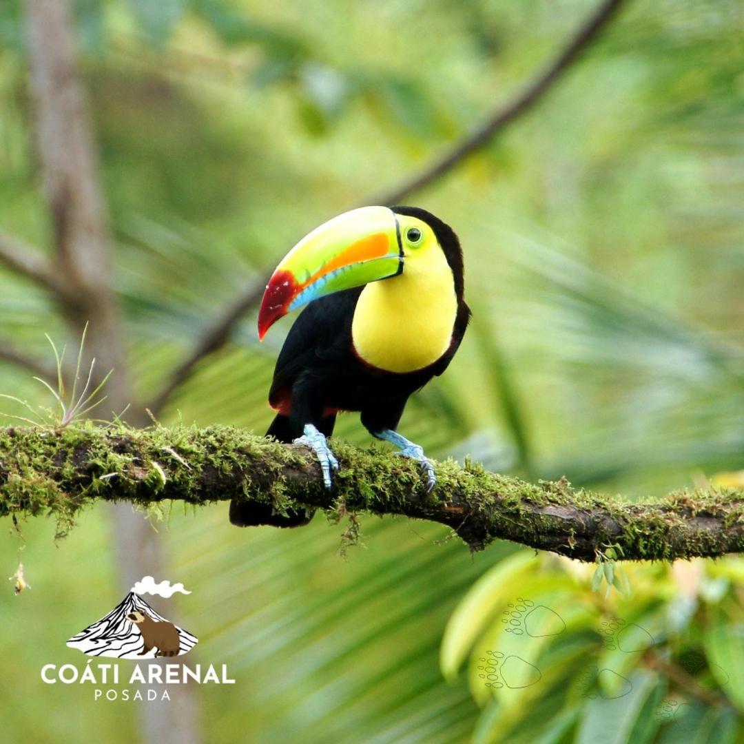 Coati Del Arenal Posada La Fortuna المظهر الخارجي الصورة